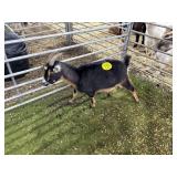 ARBY3582 TRI COLORED DOE 44# P60