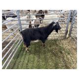 ARBY3578 BLK WHITE BUCK 81# P60