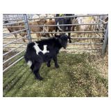 AR0005950009 BLK WHITE WETHER 27# P50