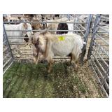 ARBY3581 WHITE BUCK 93# P60