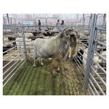 ARBY3574 WHITE BUCK 204# P54