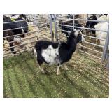 ARBY3570 BLK WHITE DOE 45# P50