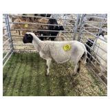 ARBY3576 BLK WHITE EWE 75# P30