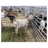 ARBY3566 WHITE DOE 55# P40