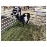 ARBP8435 BLK WHITE DOE 27# P50