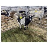 ARBY3571 BLK WHITE DOE 33# P50