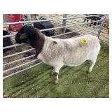 ARBY3575 BLK WHITE RAM 167# P30