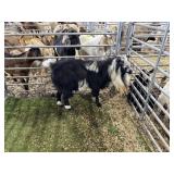 REG BLK WHITE ND BUCK 81# P51