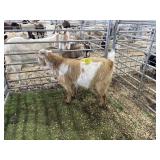 ARBY3577 RED WHITE WETHER 66# P60