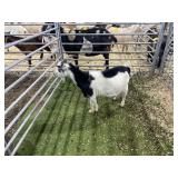 ARBY3543 BLK WHITE EXPOSED DOE 49# P36