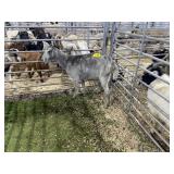 ARBY3544 BLUE ROAN DOE 74# P37