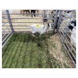 AR1A0678 RED WHITE DOE 24# P36