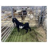 ARBY3541 BLK BUCK 51# P36