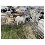 ARBY3548 WHITE BUCK 27# P37