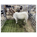 REG TRAD BOER DOE 119# P38