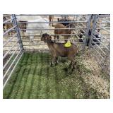 ARBY3546 TRI COLORED DOE 24# P37