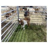 ARBY2191 RED WHITE DOELING 26# P36