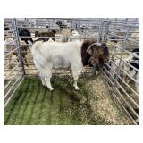 ARBY3549 TRADITIONAL BOER BUCK 196# P44