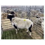 ARBY3553 BLK WHITE RAM 159# P31