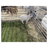 ARBY3547 WHITE BUCK 24# P37