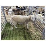 AR9S894046 WHITE EWE 133# P31