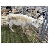 ARBY3551 WHITE RAM 143# P31