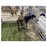 ARBY3545 TRI COLORED BUCK 28# P37