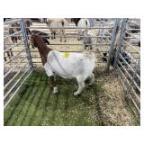 ARBY3550 TRADITIONAL BOER DOE 126# P38