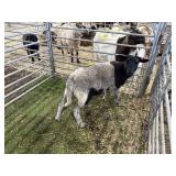 ARBY3631 TRI COLORED WETHER 80# P10