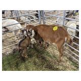 ARBY3624  RED NANNY+2 134# P14