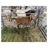 AR0007270006 RED WHITE WETHER 55# P10