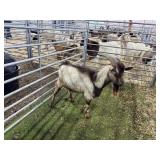 ARBY3623 TRI COLOR BUCK 57# P28