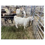 ARBY3629 WHITE WETHER 52# P10