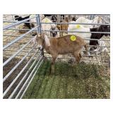 ARBY3627 RED DOE 87# P14