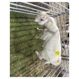 ARBY3628 WHITE BUCK 96# P14