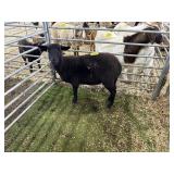 ARBY3630 BLK WETHER 81# P10