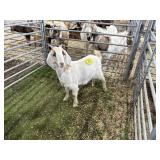 ARBY3620 WHITE TAN DOE 38# P28