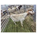 ARBY3617 TAN WHITE DOE 67# P28