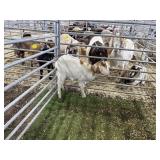 ARBY3622 WHITE TAN DOE 35# P28