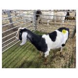 ARBY3612 TRI NUBIAN WETHER 100# P25