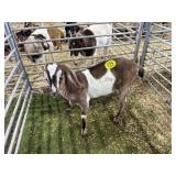 ARBY3615 TRI COLOR NUBIAN WETHER 76# P25