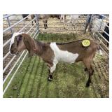 ARBY3613 TRI COLOR NUBIAN WETHER 65# P25