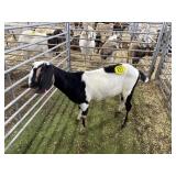 ARBY3616 TRI COLOR NUBIAN WETHER 73# P25