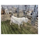 ARBY3621 WHITE DOE 39# P28