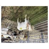 ARBY3618 TAN WHITE DOE 41# P28