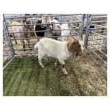 ARBY3619 TRADITIONAL BUCK 30# P28