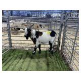 ARBY3841 TRI COLORED BUCK 76# P6