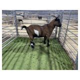 ARBY3836 TRI COLORED DOE 103# P5