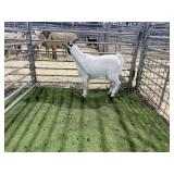 ARBY3842 BLK WHITE WETHER 46# P6