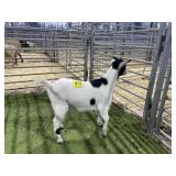 ARBY3839 BLK WHITE DOE 40# P5